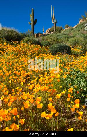 Papaveri messicano al di sopra del serbatoio Barlett, Tonto National Forest, Arizona Foto Stock