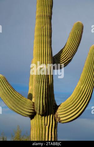 Saguaro, Picacho Peak State Park, Arizona Foto Stock