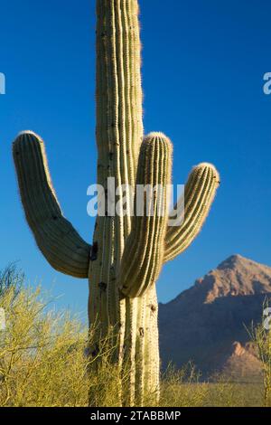 Saguaro, Picacho Peak State Park, Arizona Foto Stock