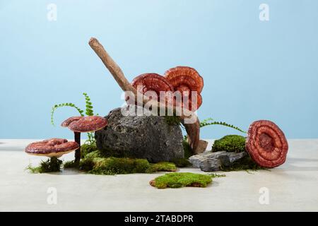 Scena creativa per la pubblicità di prodotti con ingredienti del fungo Lingzhi. Su sfondo blu e pavimento in cemento, i funghi Lingzhi sono decorati con gusto Foto Stock