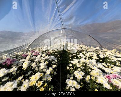 I crisantemi per uso commerciale stanno crescendo nella serra Foto Stock