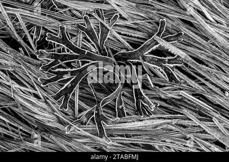Frost on Rocky Weed, Haines, Alaska Foto Stock