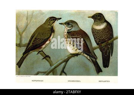 Porta Vogels Jan van Oort (02). Foto Stock