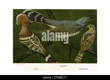 Porta Vogels Jan van Oort (06). Foto Stock