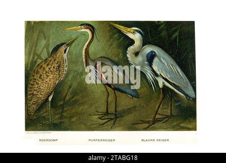 Porta Vogels Jan van Oort (11). Foto Stock