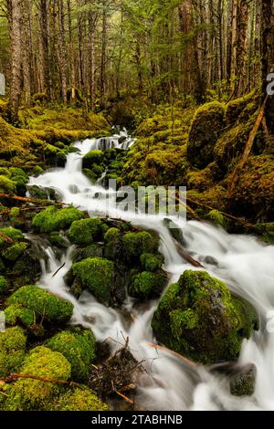 Ruscello nella foresta, Chugach Mountains, Alaska Foto Stock