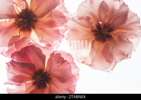 Vista dall'alto sfondo di fiori pressati su sfondo bianco retroilluminato, spazio di copia Foto Stock