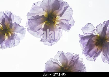 Composizione astratta dello sfondo con fiori viola contro la retroilluminazione, spazio di copia Foto Stock