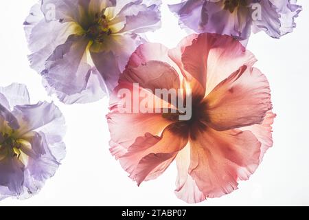 Vista dall'alto immagine di sfondo della composizione floreale con retroilluminazione, spazio di copia Foto Stock