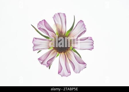 Vista dall'alto minima sfondo di un singolo fiore in fiore contro la retroilluminazione, spazio di copia Foto Stock