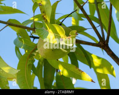 Un frutto di mango, foglie verdi e rami sull'albero da sotto Foto Stock