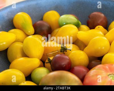 Una ciotola di molti pomodori Heirloom appena raccolti, tra cui le varietà rosse «Mortgage Lifter», «Yellow Pear» e «Black Cherry», coltivate in casa Foto Stock