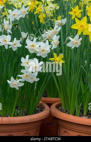 Bianco, giallo, narcisi, Narciso in pentole, primavera, piante Foto Stock