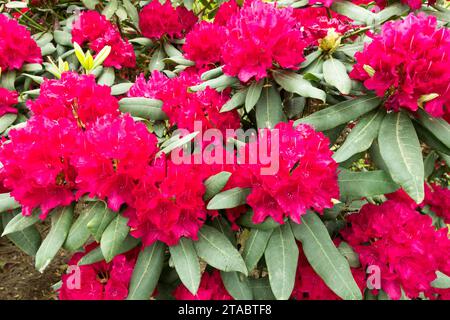 Red, Rhododendron, Azalea, Plant Foto Stock