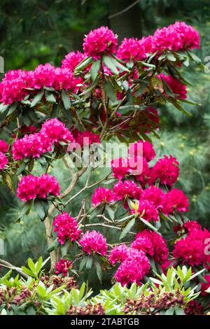 Spring, Woodland, Plant, Flowering, Shrub, fioritura, Rhododendron, Forest, Rhododendron, Season, Violet, Colour Foto Stock