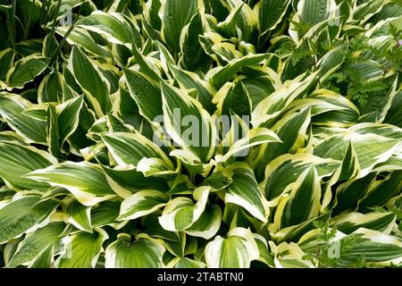 Leaves of Perennial, Hostas, Hardy, Plantain Lily, Spring, foglie, variegate, foglie, Hosta "nastri audaci" foglie verdi con bordi bianchi Foto Stock