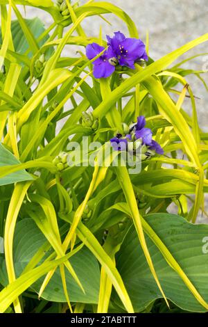 Golden Spiderwort, Tradescantia x andersoniana "Sweet Kate", Virginia Spiderwort Foto Stock