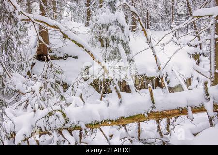 Gli alberi caduti si strappano in una foresta innevata Foto Stock