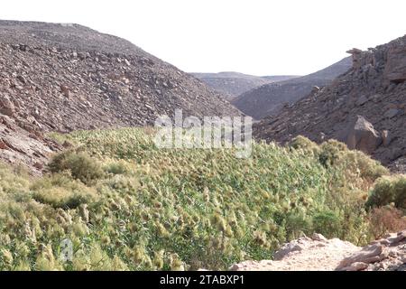 Canne verdi nel deserto vicino ad Assuan, in Egitto Foto Stock