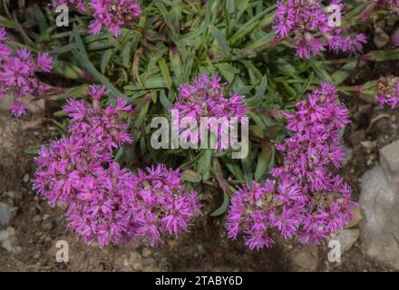 Catchfly alpino rosso, Silene suecica, in fiore nelle Alpi svizzere. Foto Stock