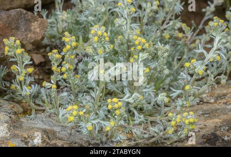 genepì bianco, o legno di verme alpino, Artemisia umbelliformis, in fiore nelle Alpi italiane. Foto Stock