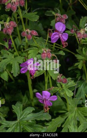 Gru da roccia, Geranium macrorrhizum, in fiore su pietra calcarea nelle Alpi italiane. Foto Stock