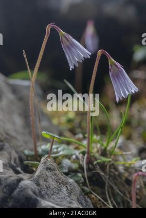 Less Snowbell, Soldanella minima, in fiore nelle Dolomiti, Italia. Foto Stock