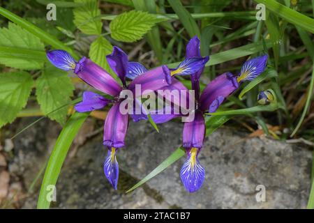 Iris, Iris graminea, in fiore all'inizio dell'estate, Alpi orientali. Foto Stock