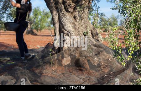 Donna operaia che raccoglie con cura le olive dal ramo al cesto. Scena della stagione di raccolta delle olive da tavola Foto Stock