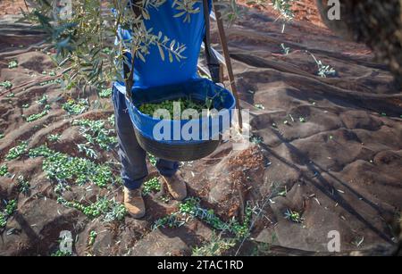 Operaio che raccoglie con cura le olive dal ramo al cestello. Scena della stagione di raccolta delle olive da tavola Foto Stock