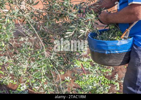 Operaio che raccoglie con cura le olive dal ramo al cestello. Scena della stagione di raccolta delle olive da tavola Foto Stock