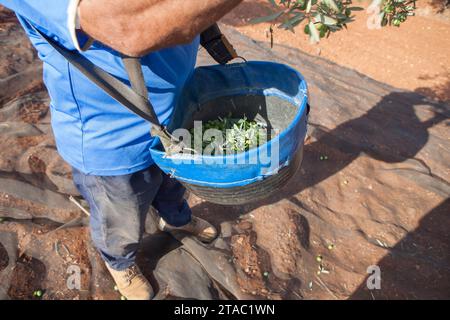 Operaio che raccoglie con cura le olive dal ramo al cestello. Scena della stagione di raccolta delle olive da tavola Foto Stock