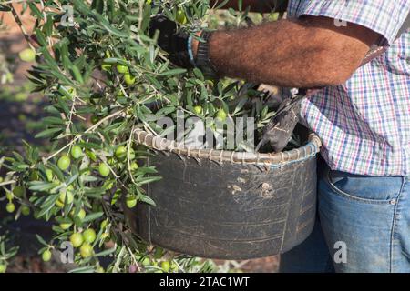 Operaio che raccoglie con cura le olive dal ramo al cestello. Scena della stagione di raccolta delle olive da tavola Foto Stock