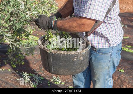 Operaio che raccoglie con cura le olive dal ramo al cestello. Scena della stagione di raccolta delle olive da tavola Foto Stock