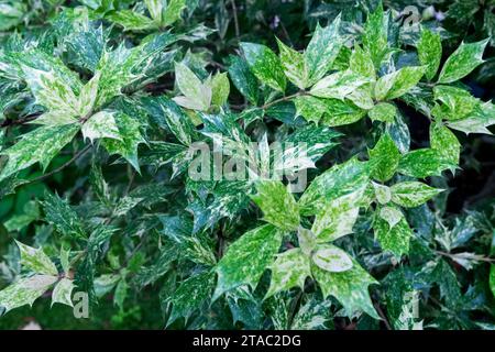 Maculati, foglie, variegati, Osmanthus heterophyllus Tricolor, Evergreen, arbusto Foto Stock