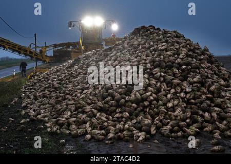 Laage, Germania. 24 novembre 2023. In un campo vicino a Laage, la barbabietola da zucchero viene caricata al crepuscolo per essere trasformata nello zuccherificio. La cosiddetta campagna barbabietola si sta svolgendo a tutta velocità anche nel Meclemburgo-Vorpommern a metà strada. Dall'inizio del 7 settembre 2023, nello zuccherificio di Anklam sono state trasformate 903.000 tonnellate di barbabietole da zucchero. In media, 1,8 milioni di tonnellate di barbabietola da zucchero vengono consegnate ad Anklam, che vengono poi trasformate in 150.000 tonnellate di zucchero bianco durante la campagna di barbabietola e la campagna di spessi succhi che si svolge in primavera. (A dpa: "Over Credit: dpa/Alamy Live News Foto Stock