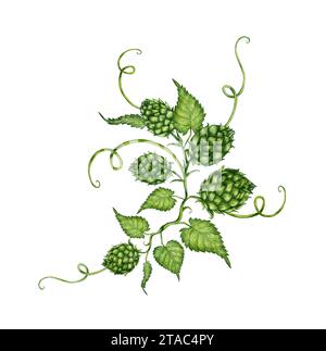 Illustrazione ad acquerello di un ramo di luppolo verde fresco con foglie e coni per l'uso nell'industria della birra. Malto isolato. Composizioni per poster Foto Stock