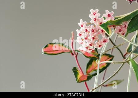 Hoya Carnosa Tricolor in vaso in fiore. Hoya Krimson Queen Pink Flowers. Infiorescenze di piante domestiche in porcellana o cera. Copia spazio per testo Foto Stock