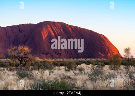 L'erba spinifex e gli alberi di quercia del deserto (Allocasuarina decaisneana) creano un tappeto di colore intorno a Uluru (Ayers Rock) nel territorio del Nord, in Australia Foto Stock