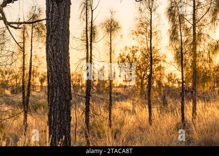 Un'immagine generica di spinifex e alberi di quercia del deserto alla luce del sole dorata del mattino nell'Australia centrale vicino a Kata Tjuta Foto Stock