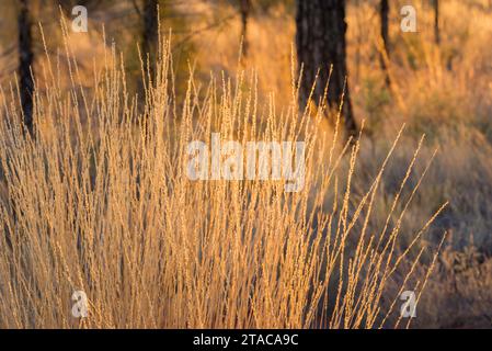 Un'immagine generica di spinifex e alberi di quercia del deserto alla luce del sole dorata del mattino nell'Australia centrale vicino a Kata Tjuta Foto Stock