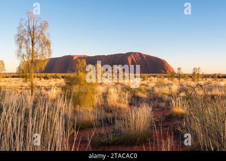 L'erba spinifex e gli alberi di quercia del deserto (Allocasuarina decaisneana) creano un tappeto di colore intorno a Uluru (Ayers Rock) nel territorio del Nord, in Australia Foto Stock