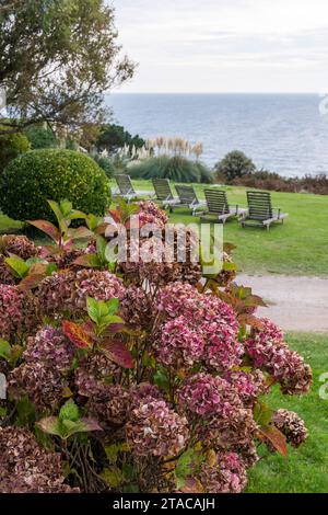 Ortensia rosa con vista su Gerrans Bay dalla casa costiera di Truro, Cornovaglia, Regno Unito Foto Stock