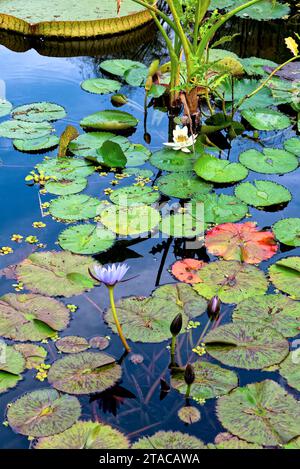 des nymphéas dans un bassin - ninfee in uno stagno Foto Stock