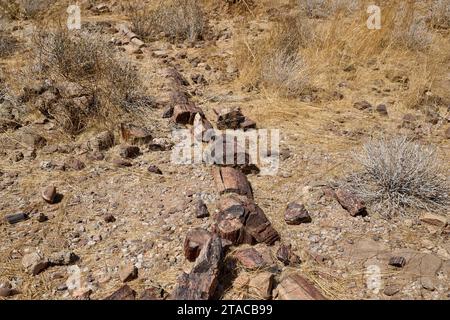 Tre tappe Foresta pietrificata, Foresta pietrificata, Damaraland, Namibia, Africa Foto Stock