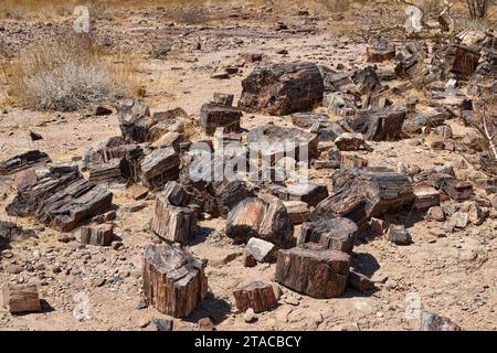 Tre tappe Foresta pietrificata, Foresta pietrificata, Damaraland, Namibia, Africa Foto Stock