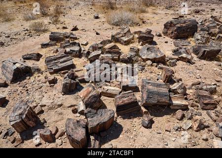 Tre tappe Foresta pietrificata, Foresta pietrificata, Damaraland, Namibia, Africa Foto Stock