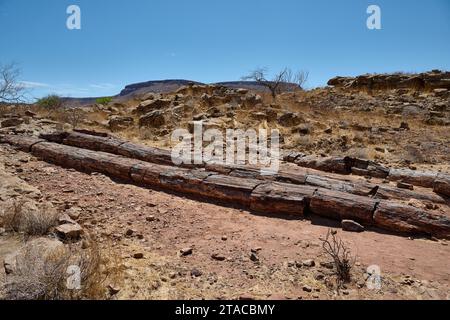 Tre tappe Foresta pietrificata, Foresta pietrificata, Damaraland, Namibia, Africa Foto Stock