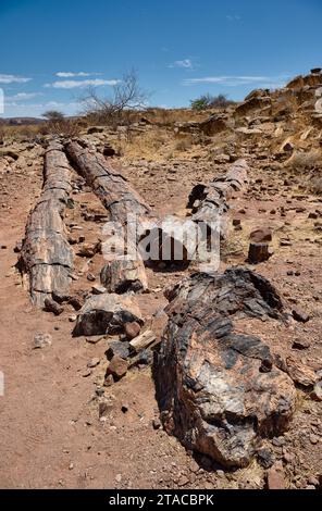 Tre tappe Foresta pietrificata, Foresta pietrificata, Damaraland, Namibia, Africa Foto Stock