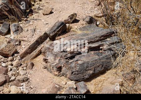 Tre tappe Foresta pietrificata, Foresta pietrificata, Damaraland, Namibia, Africa Foto Stock